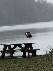 Alopochen aegyptiaca