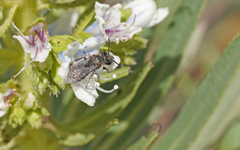 Andrena chalcogastra