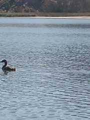 Podiceps major