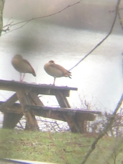 Alopochen aegyptiaca