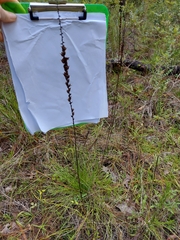 Schoenocaulon dubium