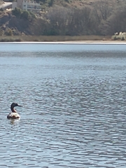 Podiceps major