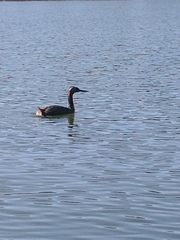 Podiceps major