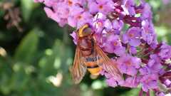 Volucella zonaria