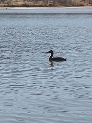 Podiceps major
