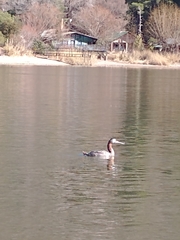 Podiceps major
