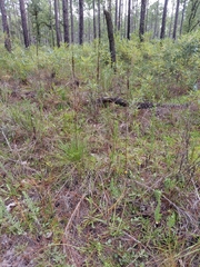 Schoenocaulon dubium