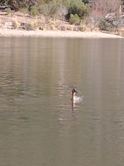 Podiceps major