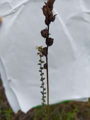 Schoenocaulon dubium