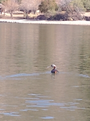 Podiceps major