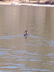 Podiceps major