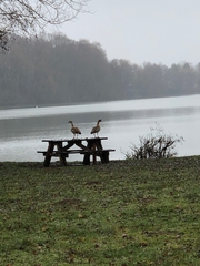 Alopochen aegyptiaca