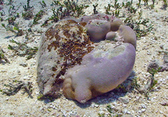 Lambis truncata