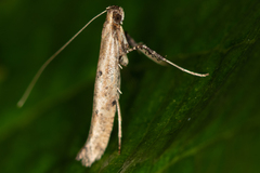 Caloptilia populetorum