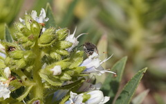 Andrena chalcogastra