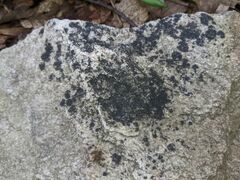 Lichenothelia