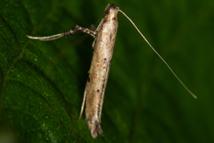 Caloptilia populetorum