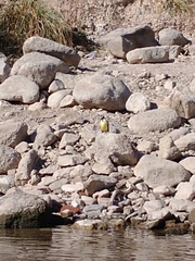 Pitangus sulphuratus