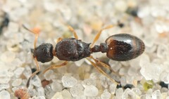 Temnothorax interruptus