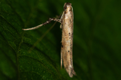 Caloptilia populetorum