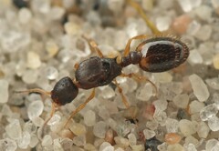 Temnothorax interruptus