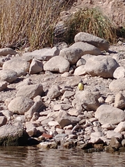 Pitangus sulphuratus