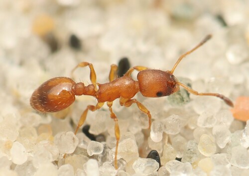 Temnothorax interruptusTemnothorax interruptus