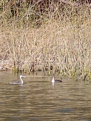 Podiceps major