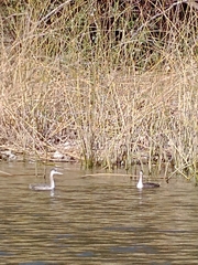 Podiceps major