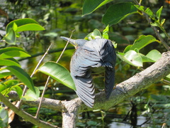 Butorides virescens image