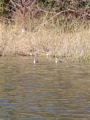Podiceps major