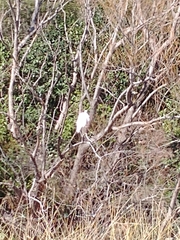 Ardea alba