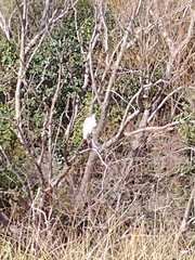 Ardea alba