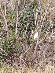 Ardea alba