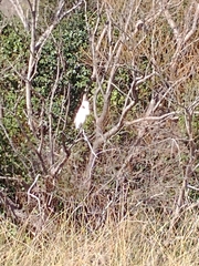 Ardea alba