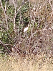 Ardea alba