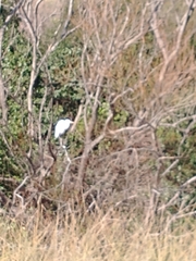Ardea alba