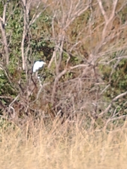 Ardea alba