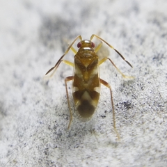 Ceratocapsini