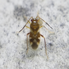 Ceratocapsini