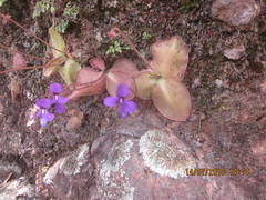 Pinguicula macrophylla