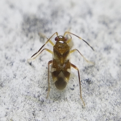 Ceratocapsini