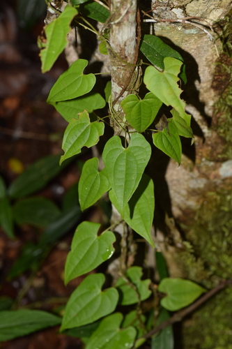Dioscorea seriflora