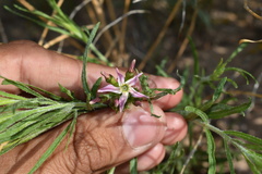 Amsonia arenaria