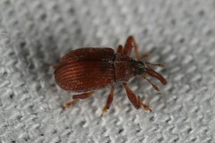 Pseudanthonomus validus