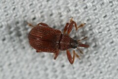 Pseudanthonomus validus