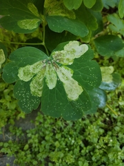 Phytomyza aquilegiae