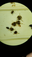 Prestoea
