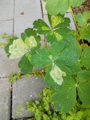 Phytomyza aquilegiae