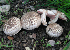 Agaricus pseudopratensis